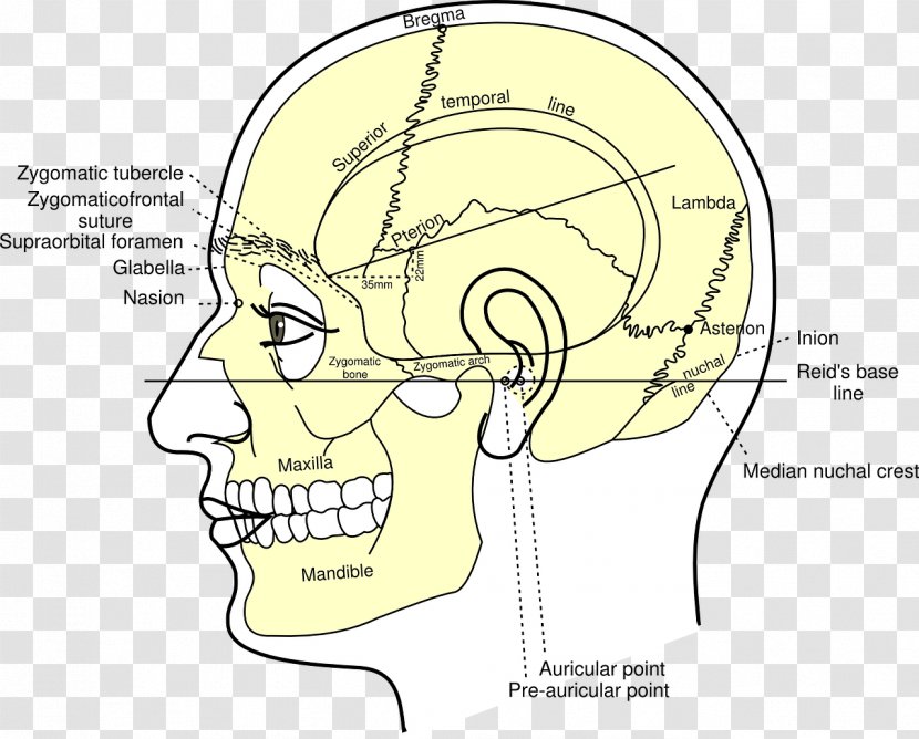 Gray's Anatomy Skull Nasion Head And Neck - Silhouette Transparent PNG