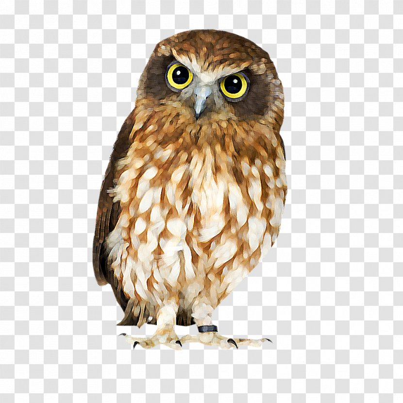 Barn Owl Bird Clip Art - Snowy - Animal Transparent PNG