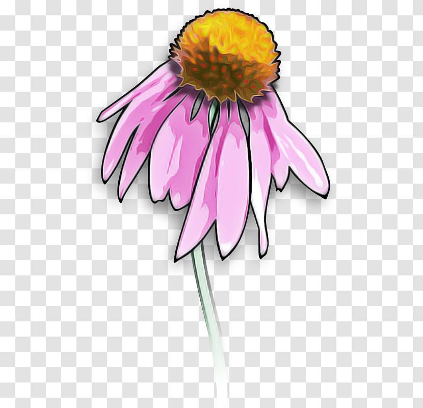 Drawing Flower Transparent PNG