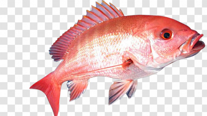 Northern Red Snapper Fishing Tilapia - Bony Fish Transparent PNG