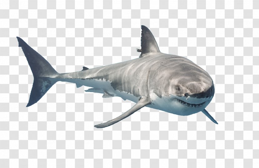 Great White Shark Downtown Aquarium Tiger Public - Fin - Sharks Transparent PNG