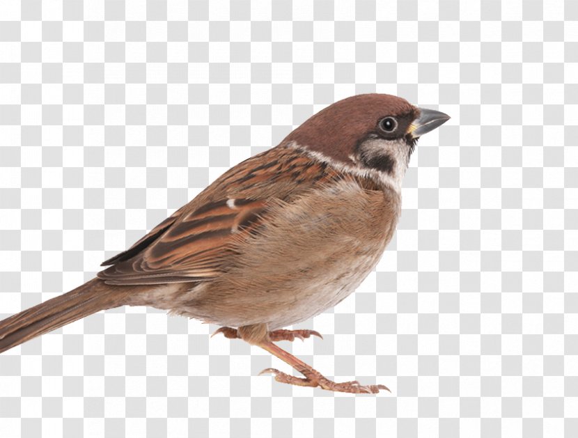 House Sparrow Bird - Animal Transparent PNG