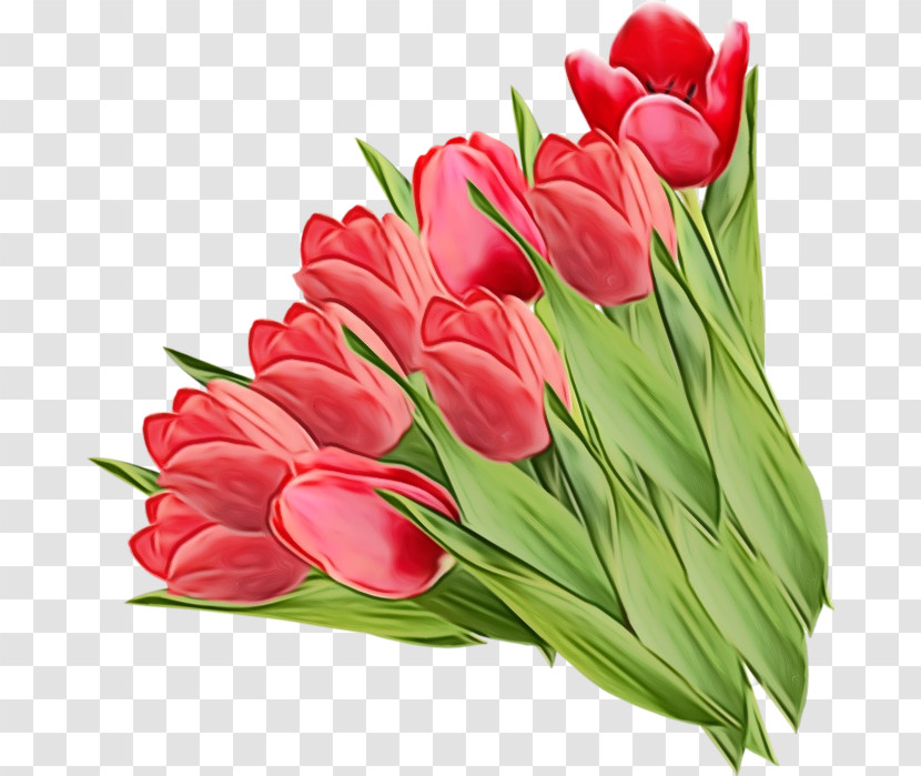 Tulip Flower Cut Flowers Plant Petal Transparent PNG