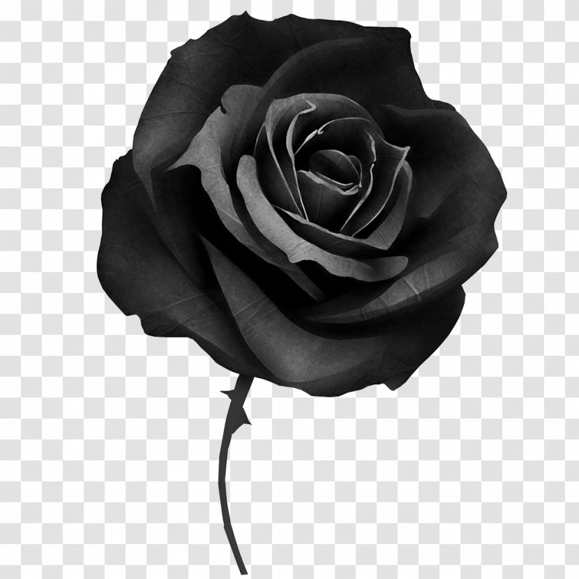 Black Rose Cover-up Tattoo Desktop Wallpaper - Garden Roses Transparent PNG