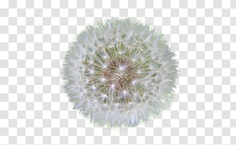 Dandelion Clip Art - Flowering Plant Transparent PNG