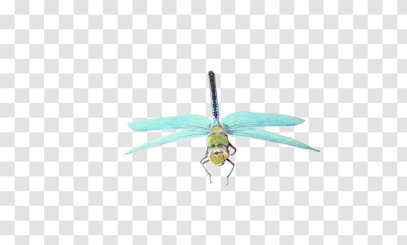 Insect Dragonfly Butterfly - Membrane Transparent PNG