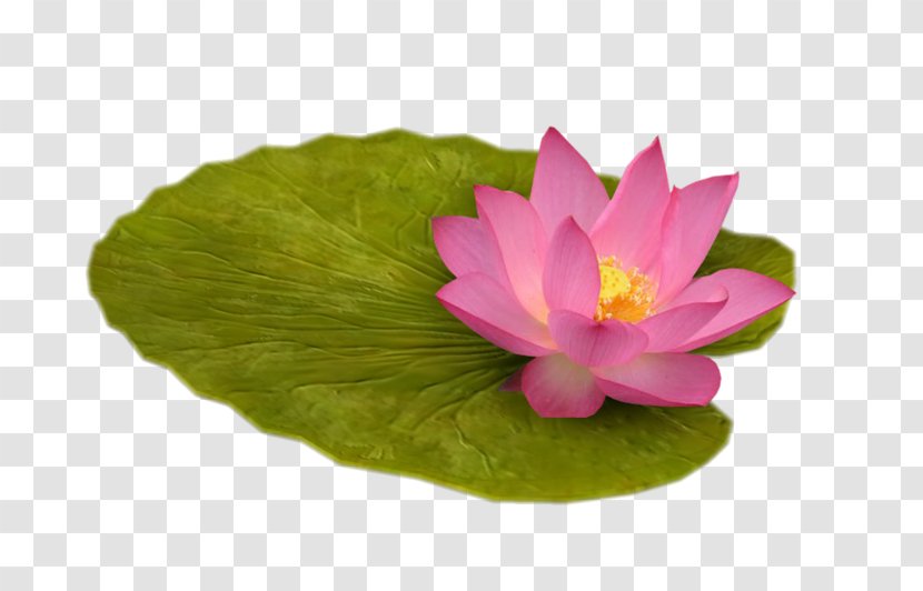 Pygmy Water-lily Nelumbo Nucifera Computer Software Clip Art - Flower - Zen Transparent PNG