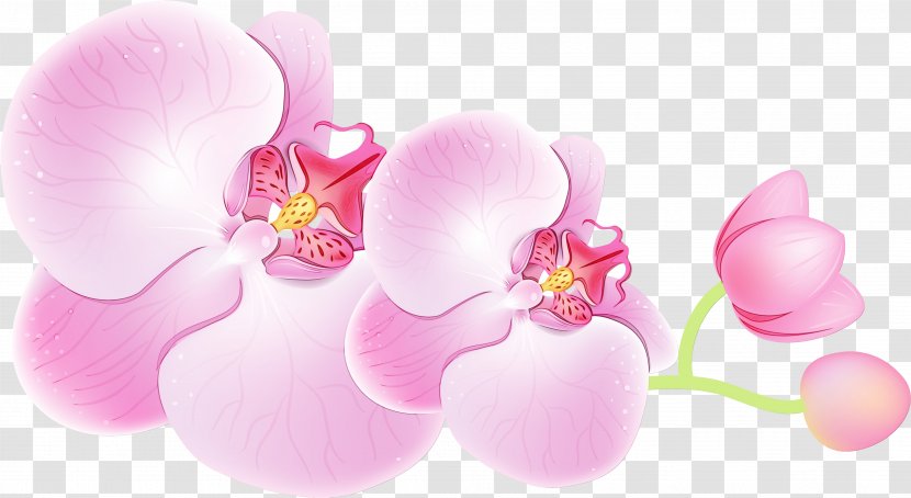 Pink Moth Orchid Flower Petal Plant - Watercolor - Blossom Transparent PNG