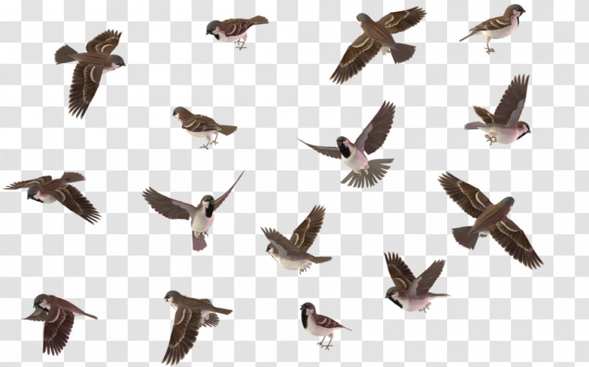 House Sparrow Wren Bird - Drawing Transparent PNG