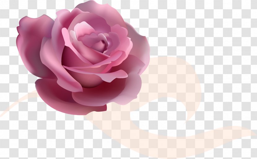 Garden Roses Gfycat Flower - Rose Order - Background Transparent PNG
