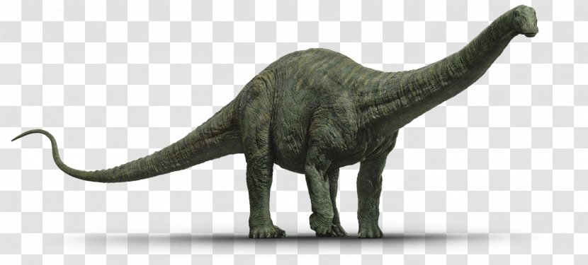 Apatosaurus Tyrannosaurus Stegosaurus Diplodocus Triceratops - Animal Figure - Dinosaur Transparent PNG