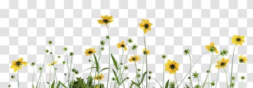 Oxeye Daisy IStock Chamomile Stock Photography - Royalty Payment Transparent PNG