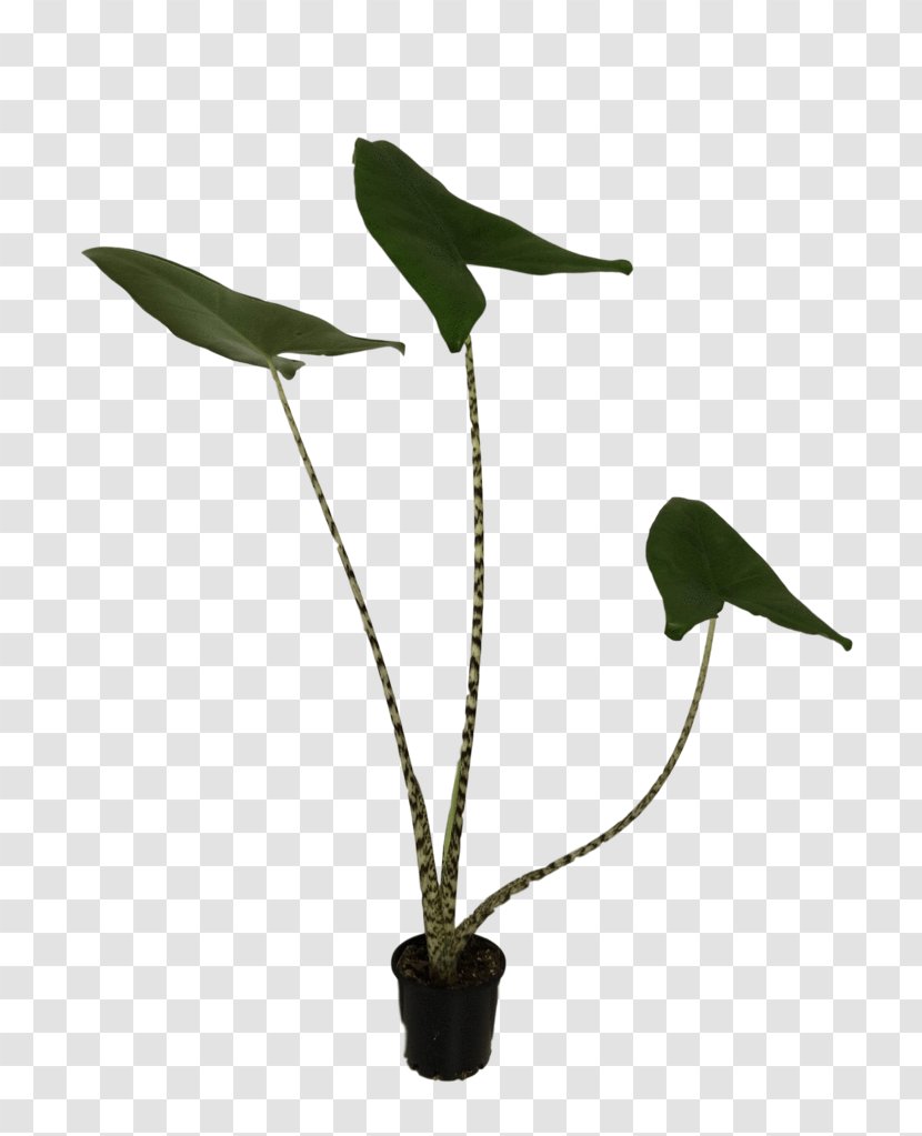 Background Flower - Flowerpot - Arum Family Nepenthes Transparent PNG