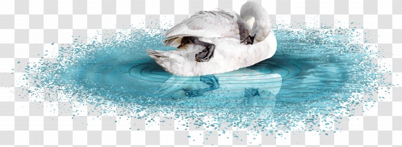 Cygnini Blue Download - Heart - Swan Lake Transparent PNG