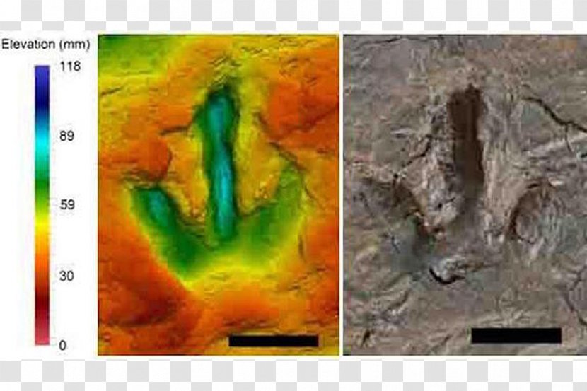 Megalosaurus Meat-Eating Dinosaurs Footprint Fossil - Ecological - Dinosaur Transparent PNG