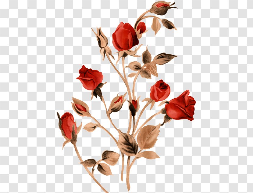 Garden Roses - Flower - Rose Transparent PNG