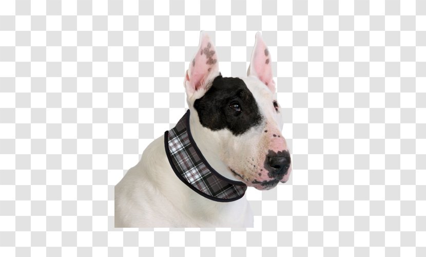 Dog Collar Pet Cat - Orijen - Adoption Transparent PNG