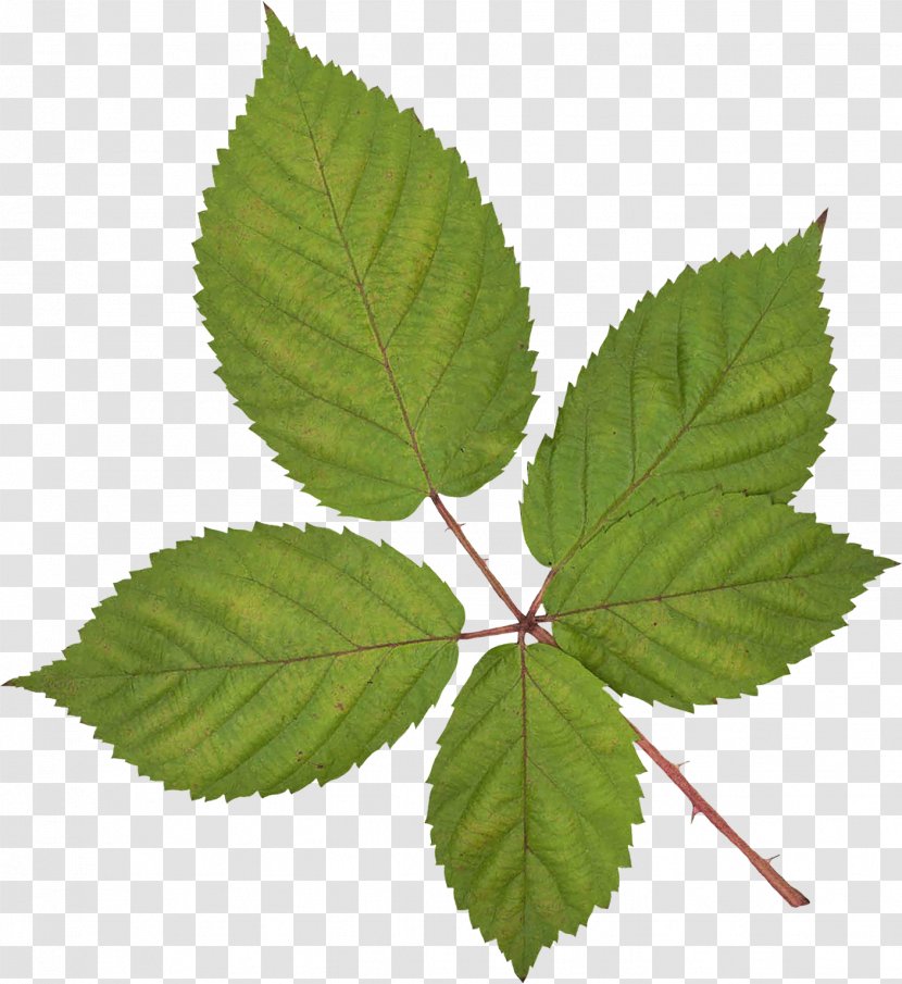 Leaf Vecteur Branch - Data Encryption Standard - Green Leaves Transparent PNG