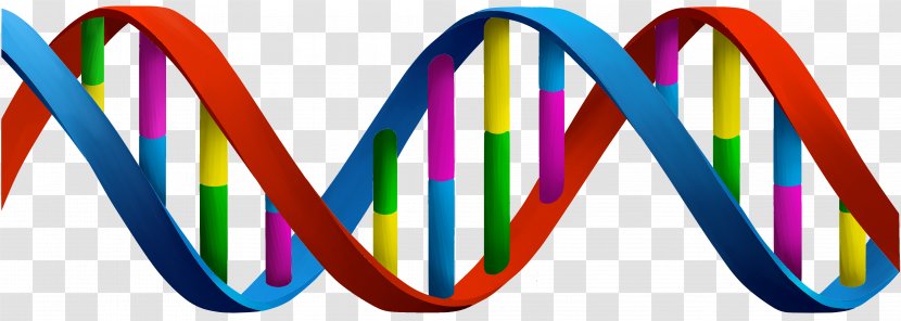 DNA Nucleic Acid Double Helix Nucleotide RNA Gene - Biology - Rusk Transparent PNG