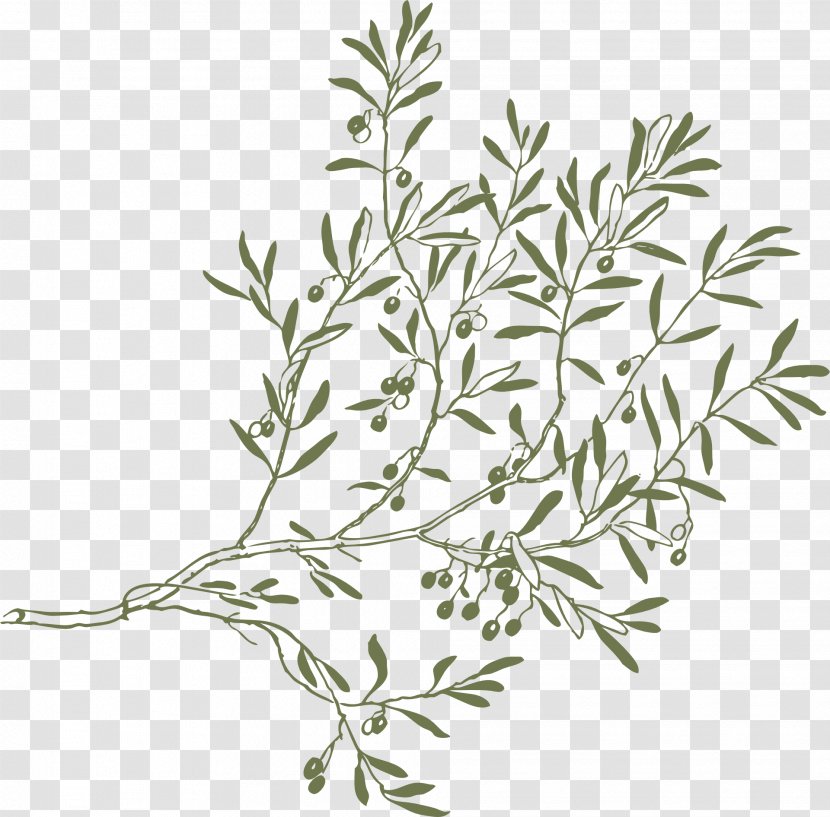 Clip Art Olive Branch Image - Twig Transparent PNG