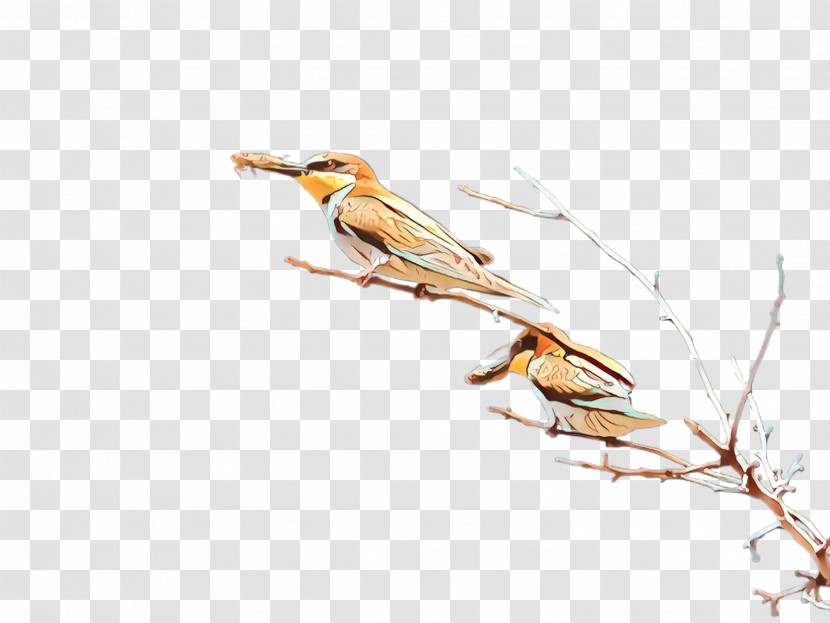 Bird Finch Coraciiformes Branch Beak Transparent PNG