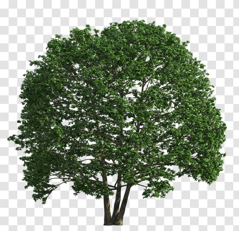 Shrub Tree English Oak Transparent PNG