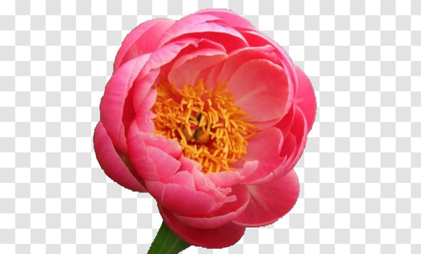 Chinese Peony Paeonia 'Coral Sunset' Charm' Flower - Orange Transparent PNG