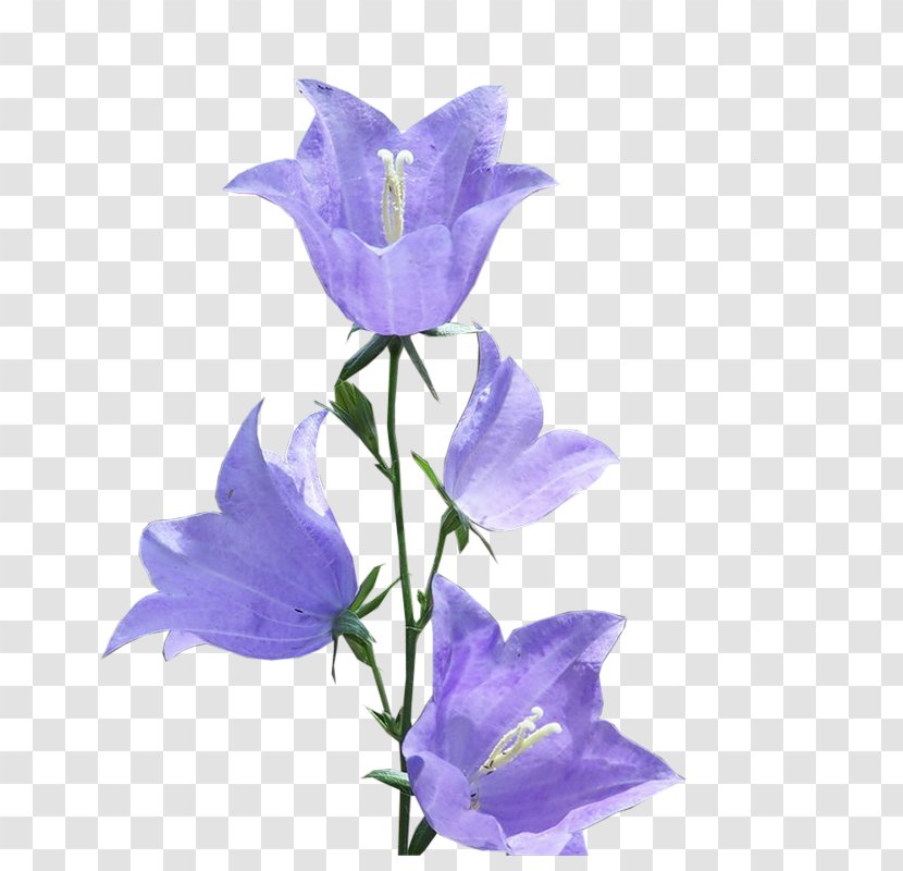Clip Art Bellflowers Image GIF - Lilac - Violet Transparent PNG