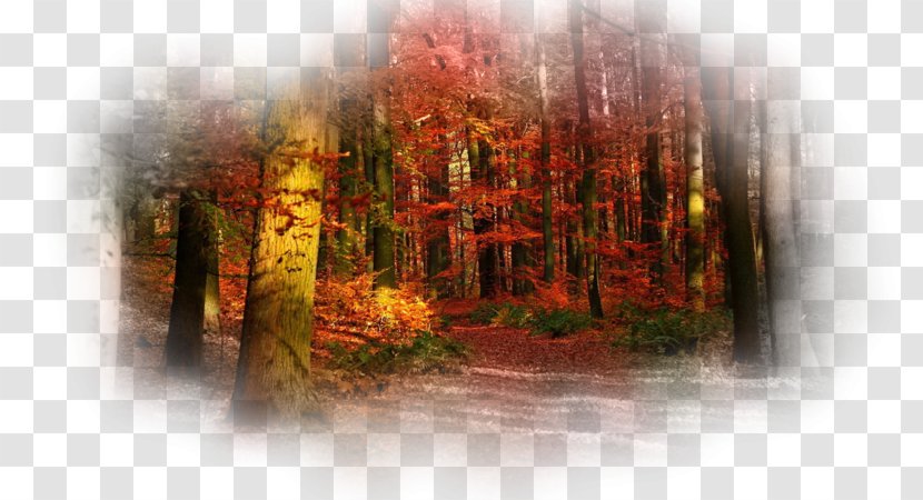 4K Resolution Autumn Desktop Wallpaper High-definition Television - Leaf Color Transparent PNG