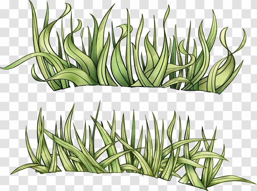 Grass Drawing Herbaceous Plant Clip Art - Watercolor Transparent PNG