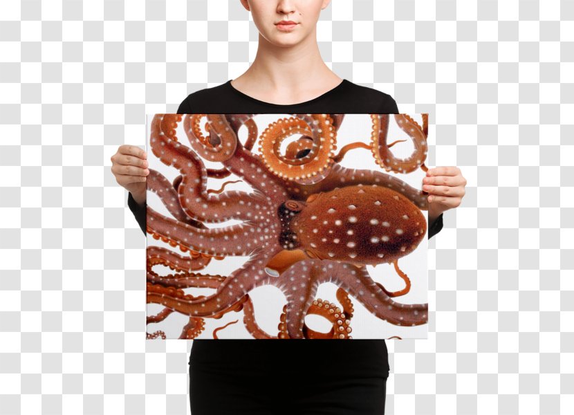 Octopus Squid Drawing Cephalopod - Cuttlefish - Giuseppe Jatta Transparent PNG