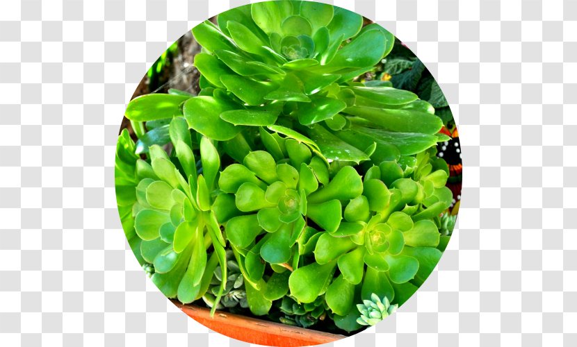 Hardy Succulents: Tough Plants For Every Climate Succulent Plant Encinitas Leaf Wedding - Vegetable Transparent PNG