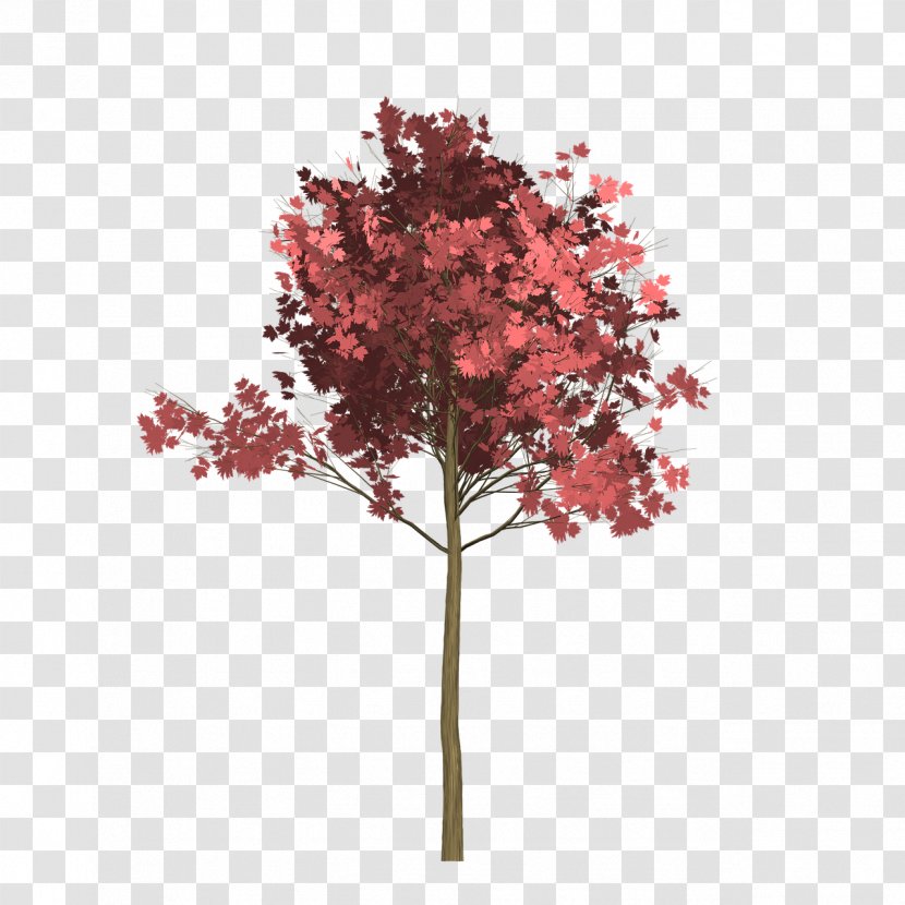 Red Maple Tree Image Twig Stock.xchng Transparent PNG