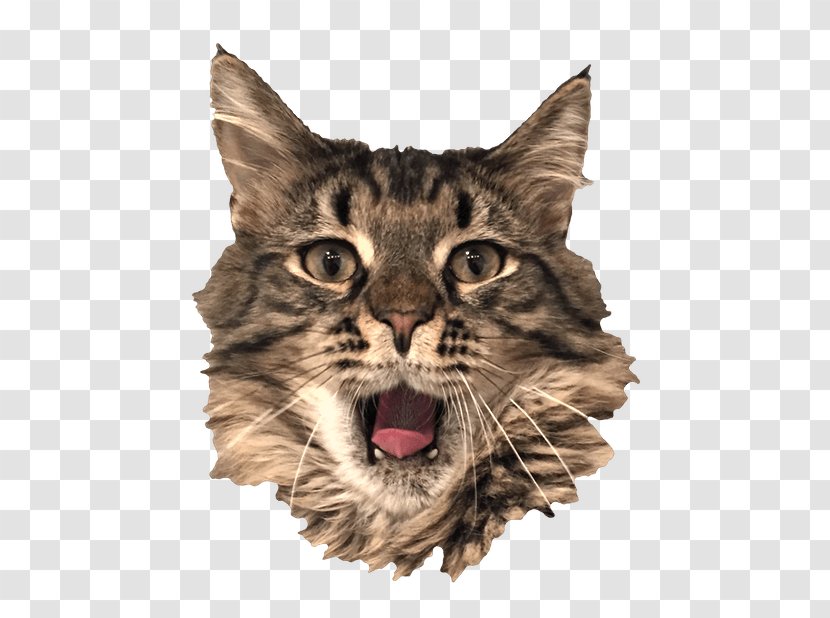 Whiskers Wildcat Tabby Cat Sticker - Mammal Transparent PNG