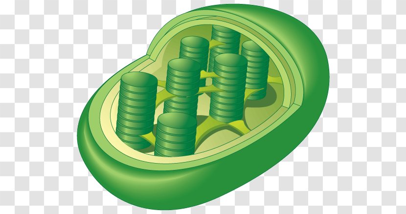 Chloroplast Organelle Photosynthesis Plant Cell - Sunlight - Label Cartoon Transparent PNG