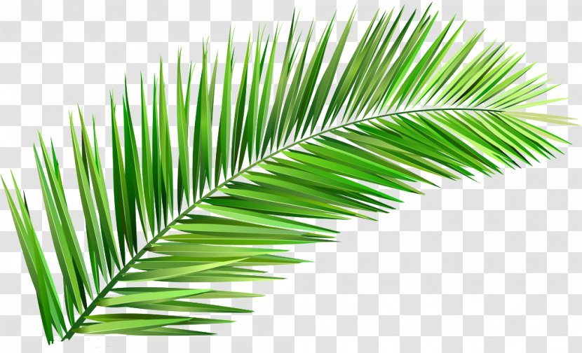 Arecaceae Coconut Tree Leaf Clay - Plant - Leaves Transparent PNG