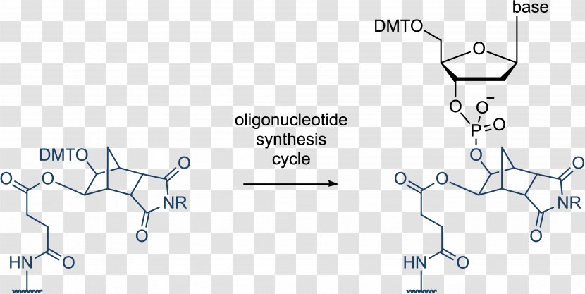 Oligonucleotide Synthesis Solid-phase Chemical Chemistry - Mutagenesis - Fraction Transparent PNG