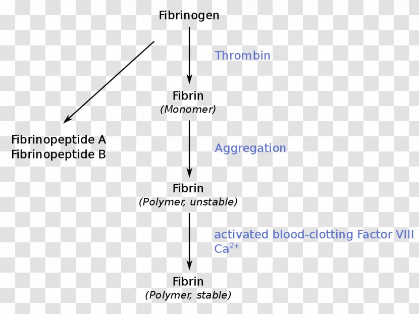 Fibrinogen Thrombin Coagulation Thrombus - Hemostasis - Blood Transparent PNG