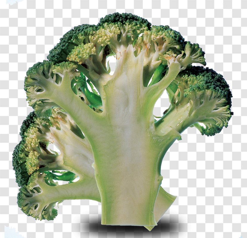 Broccoli Cauliflower Cabbage Vegetable Ingredient - Family - Cut Material Transparent PNG