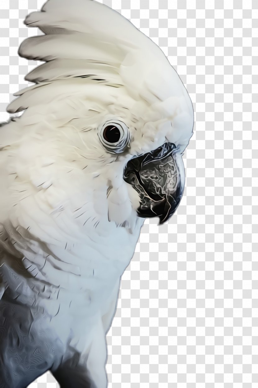Bird Cockatoo Parrot Beak Parakeet - Budgie Sulphurcrested Transparent PNG