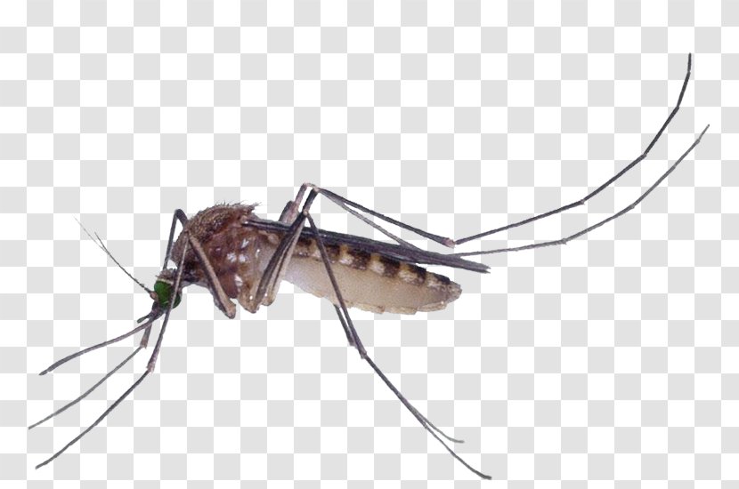 Marsh Mosquitoes Pest Control Culex Pipiens Fly - Should Kill Transparent PNG