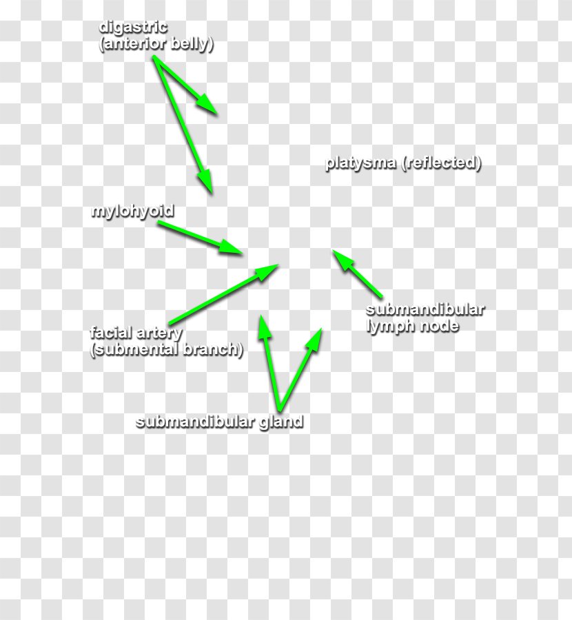 Digastric Muscle Submandibular Gland Mylohyoid Neck Facial Artery - Head And Cancer Transparent PNG