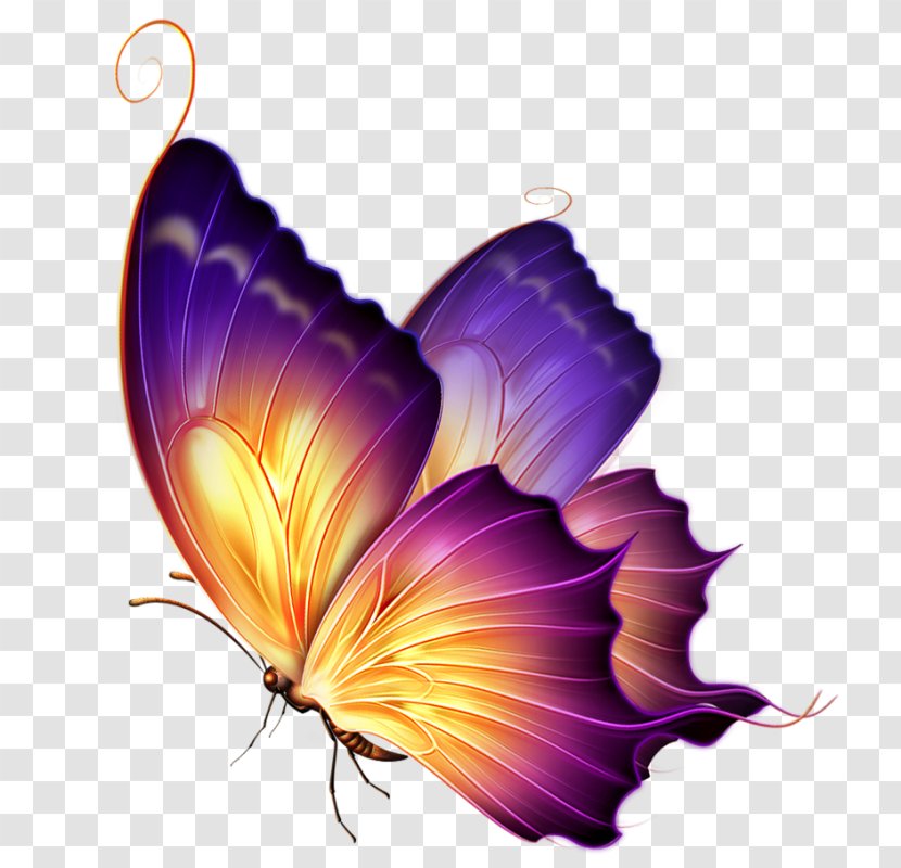 Butterfly Design - Insect - Pieridae Petal Transparent PNG