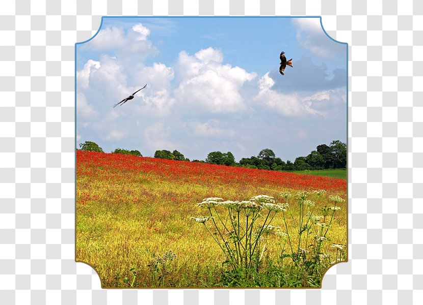 Meadow Grassland Ecosystem Prairie Steppe - Poppy Field Transparent PNG