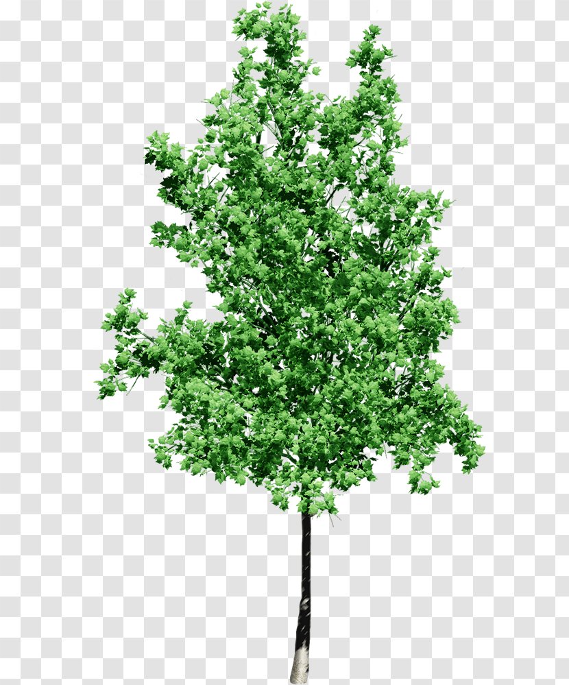 Tree Alpha Compositing Clip Art - Branch - Leaves Watercolor Transparent PNG