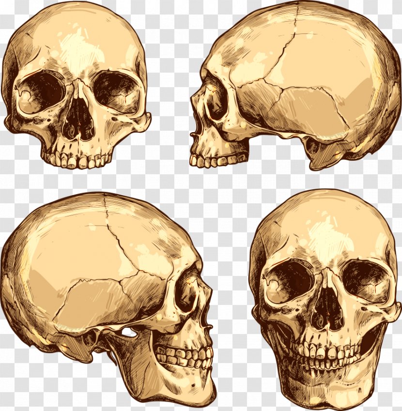 Skull Drawing Royalty-free Illustration - Jaw - Vector Horror Transparent PNG