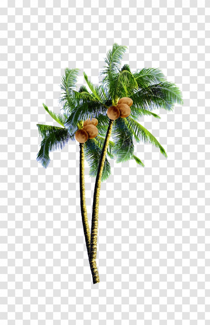 Coconut Candy Arecaceae Tree - Plant Transparent PNG