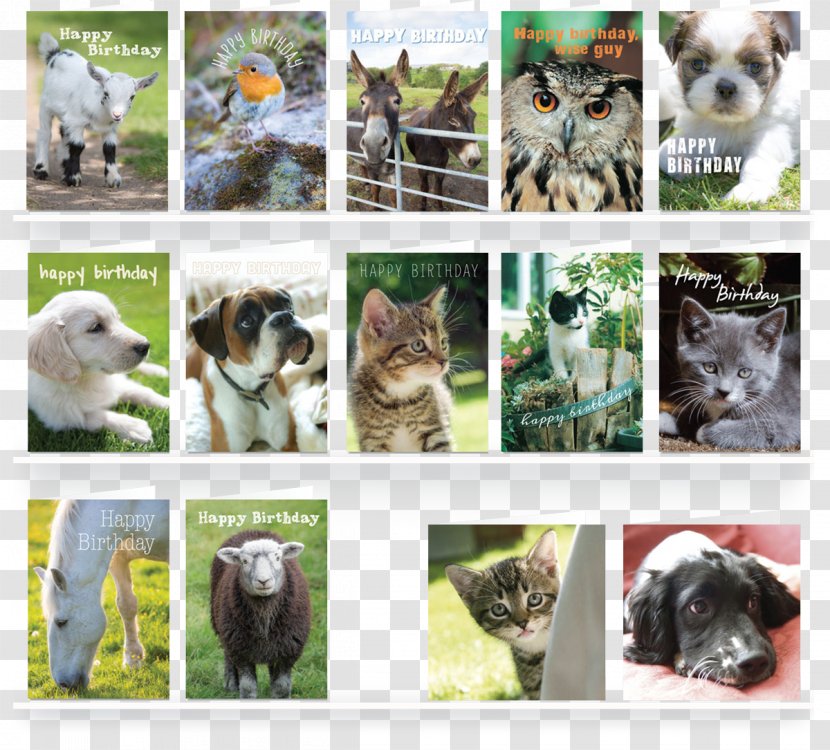 Dog Greeting & Note Cards Cat Envelope Pet - Breed - Ferret Transparent PNG