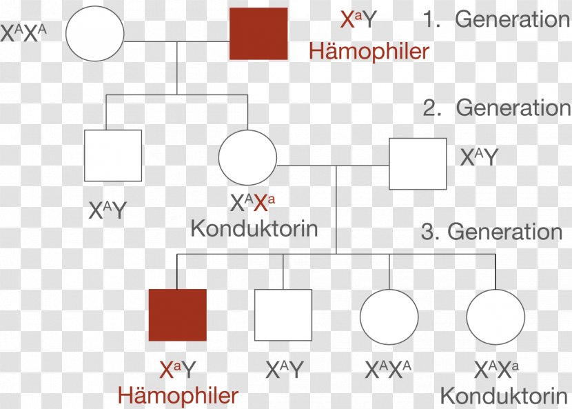 Haemophilia Stammbaumanalyse Allel Recesywny Genetic Disorder Rot-Grün-Sehschwäche - Document - Vater Transparent PNG