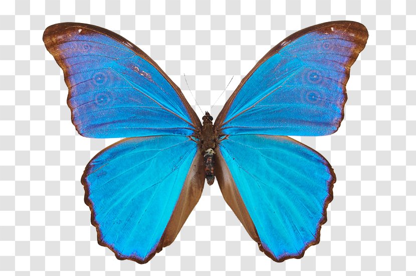 Butterfly Menelaus Blue Morpho Didius Insect Transparent PNG
